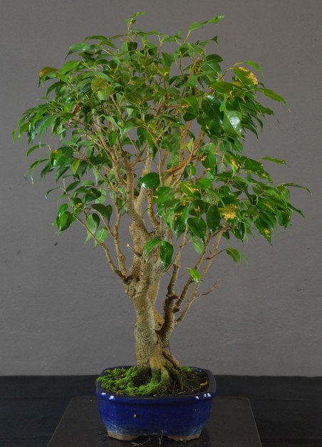 Ficus Benjamina -FB1-