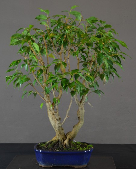 Ficus Benjamina -FB1-