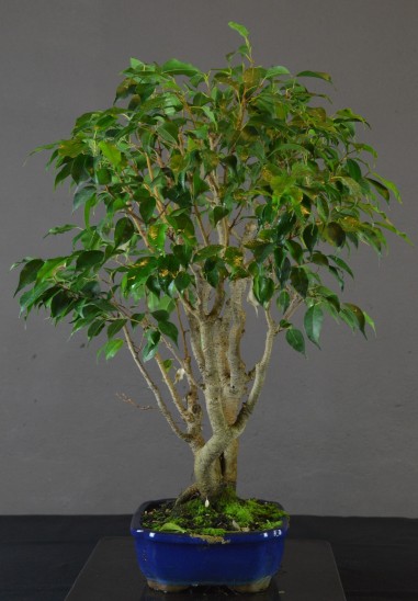 Ficus Benjamina -FB1-