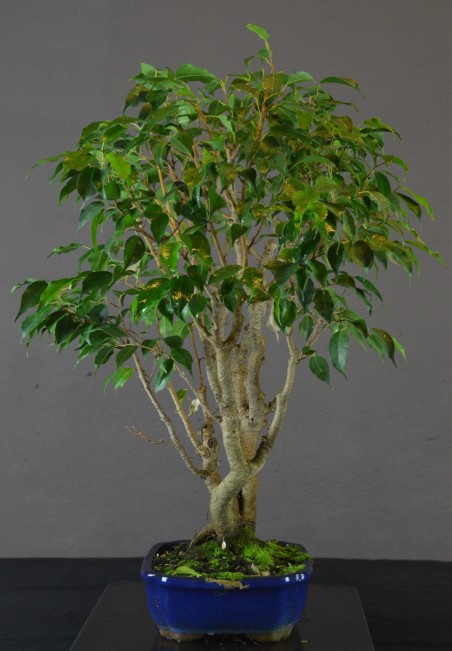 Ficus Benjamina -FB1-