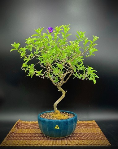 Solanum Rantonnetii