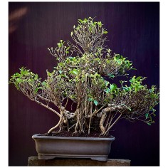 Ficus Tyger Bark FR14