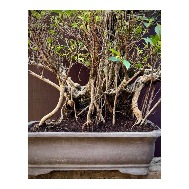 Ficus Tyger Bark FR14