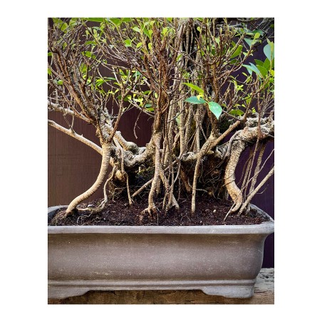 Ficus Tyger Bark FR14