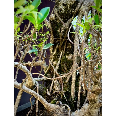 Ficus Tyger Bark FR14