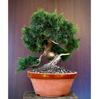 Juniperus Itoigawa JCI2