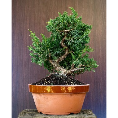 Juniperus Itoigawa JCI3