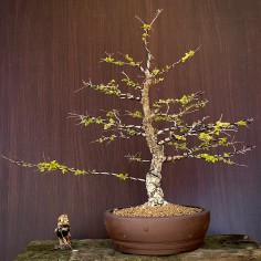 Olmo Nire Keyaki ON3