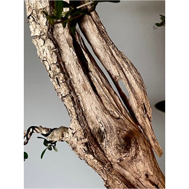 Olivo Acebuche E9 (vendido)