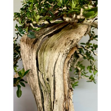 Olivo Acebuche E9 (vendido)