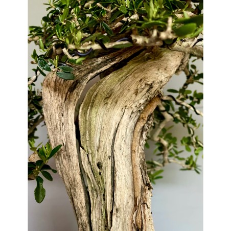 Olivo Acebuche E9 (vendido)