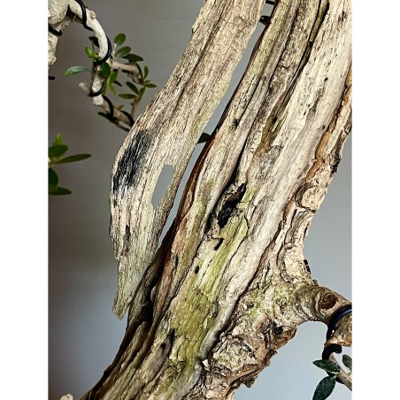 Olivo Acebuche E9 (vendido)