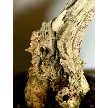 Olivo Acebuche E9 (vendido)