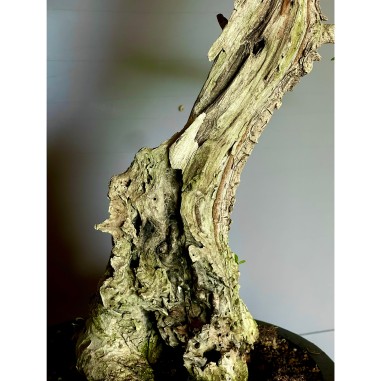 Olivo Acebuche E9 (vendido)