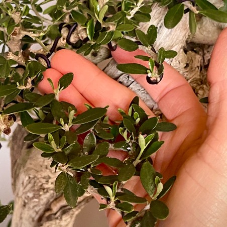 Olivo Acebuche E9 (vendido)