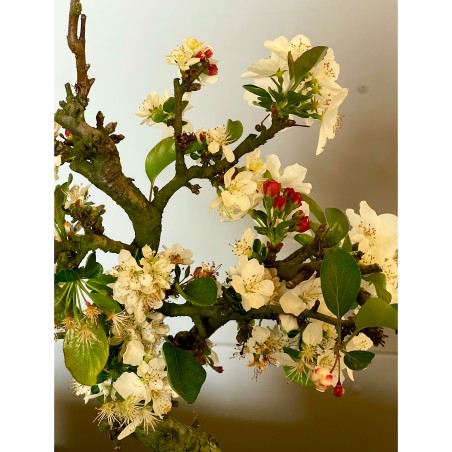 Manzano Sargentii Tina MS2