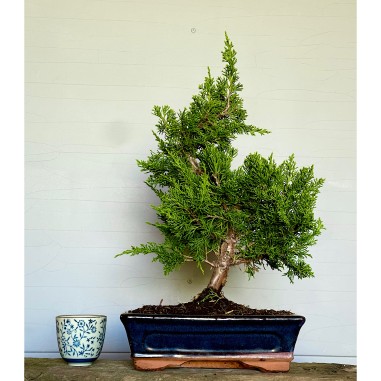 Juniperus Itoigawa JCI5