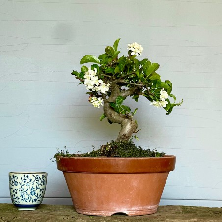 Manzano Sargentii Tina MS3