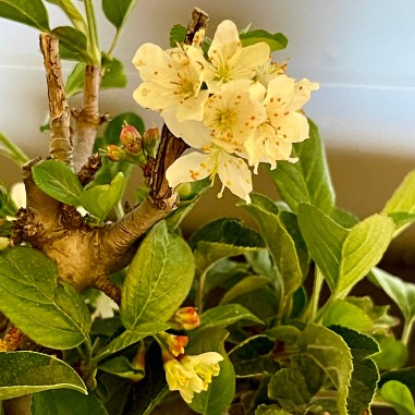 Manzano Sargentii Tina MS3