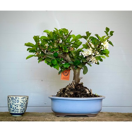 Manzano Sargentii Tina MS4