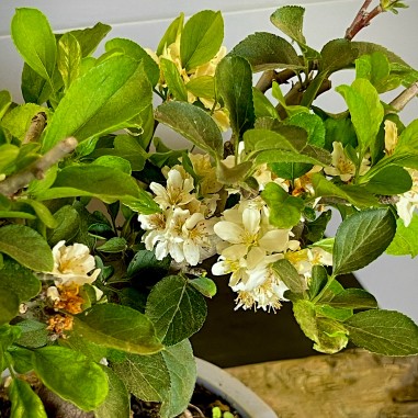 Manzano Sargentii Tina MS4