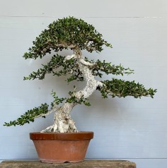 Acebuche VIP 2 (vendido)