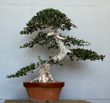 Acebuche VIP 2 (vendido)