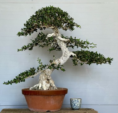 Acebuche VIP 2 (vendido)