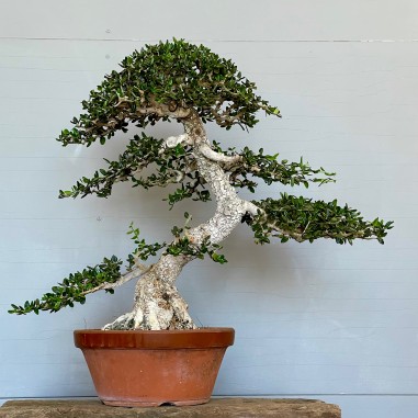 Acebuche VIP 2 (vendido)