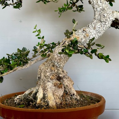 Acebuche VIP 2 (vendido)