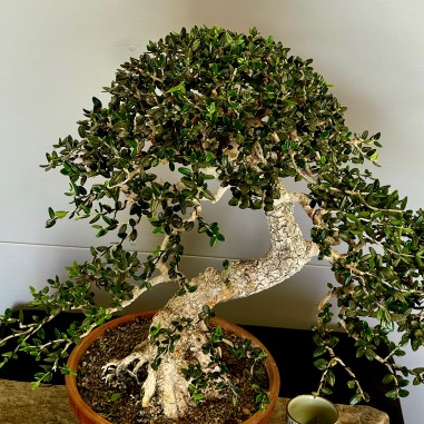 Acebuche VIP 2 (vendido)