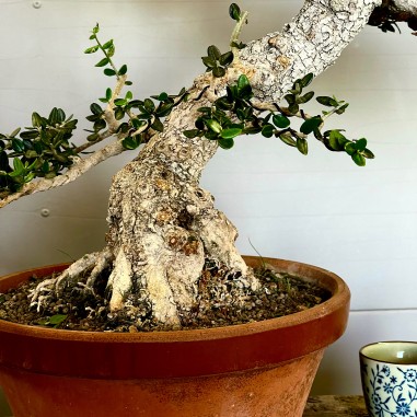 Acebuche VIP 2 (vendido)