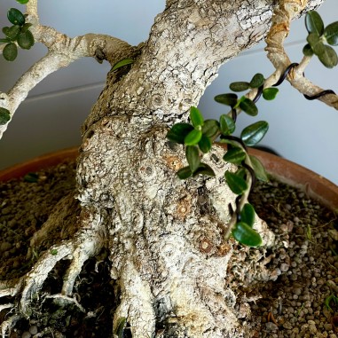 Acebuche VIP 2 (vendido)