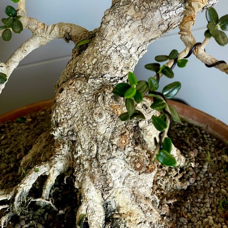 Acebuche VIP 2 (vendido)