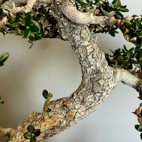 Acebuche VIP 2 (vendido)