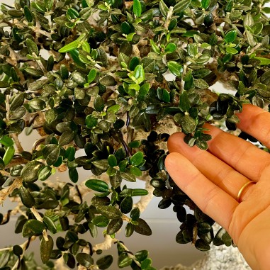 Acebuche VIP 2 (vendido)