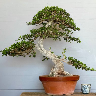 Acebuche VIP 2 (vendido)