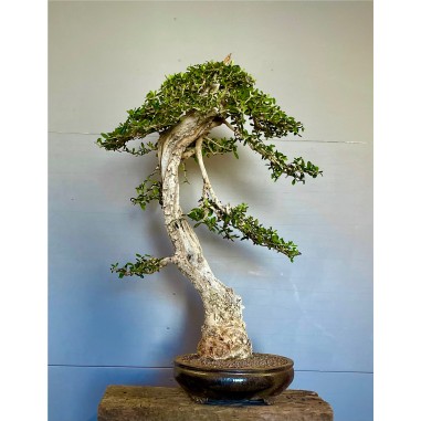 Olivo Acebuche E9 (vendido)