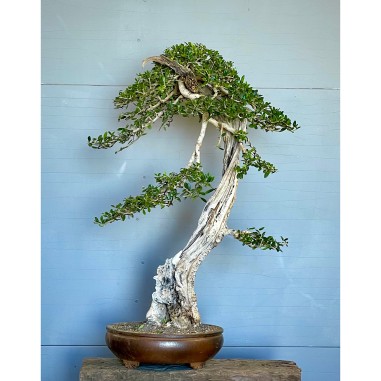 Olivo Acebuche E9 (vendido)