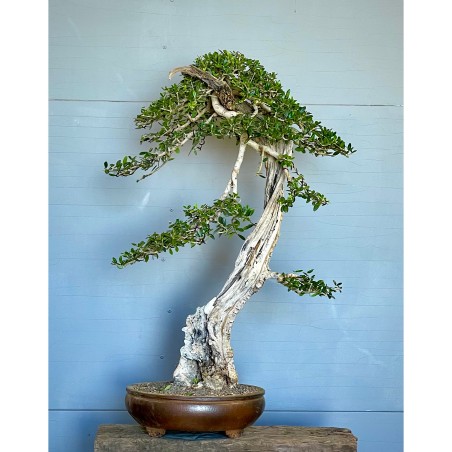 Olivo Acebuche E9 (vendido)