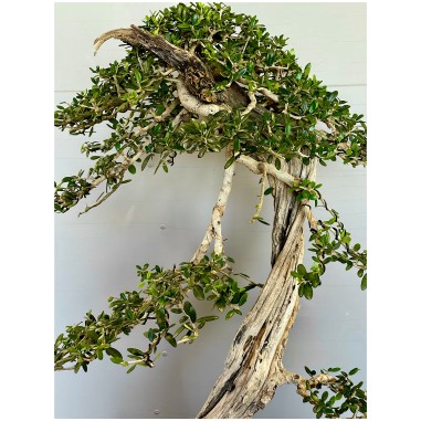 Olivo Acebuche E9 (vendido)