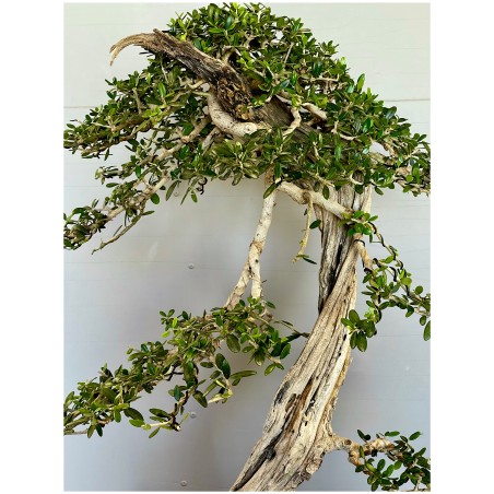 Olivo Acebuche E9 (vendido)