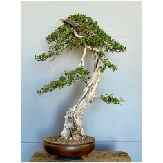 Olivo Acebuche E9 (vendido)