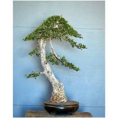 Olivo Acebuche E9 (vendido)