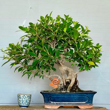 Ficus Tyger Bark FR16