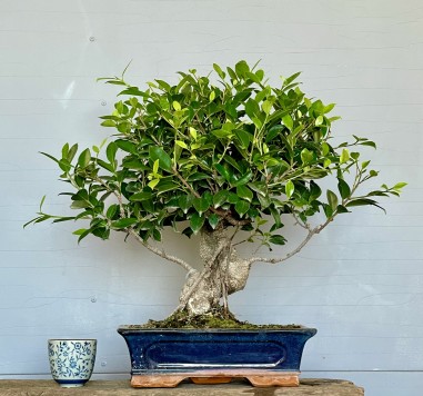 Ficus Tyger Bark FR18