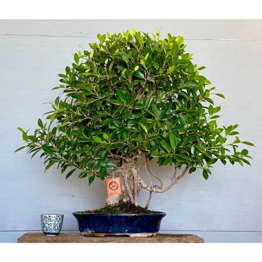 Ficus Tyger Bark FR8