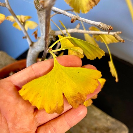 Ginkgo