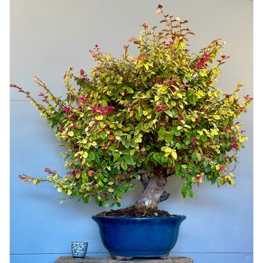 Loropetalum chinense 'Ming Dynasty'