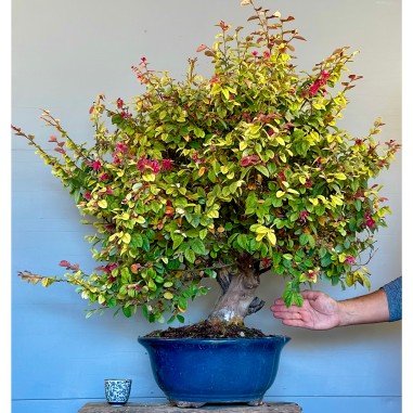 Loropetalum chinense 'Ming Dynasty'